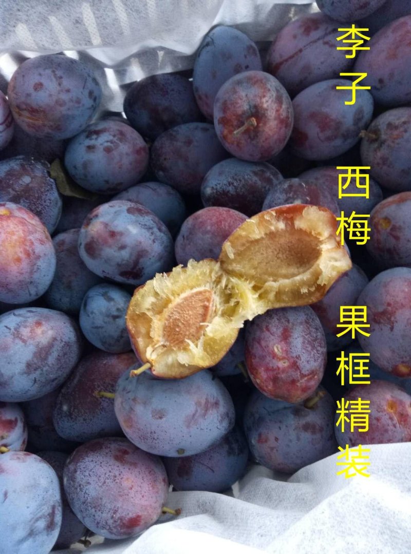 黑布郎黑总统现货河南露天黑琥珀黑宝石红布林上市
