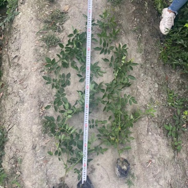 50公分以上的蔷薇小杯苗蔷薇苗价格成都蔷薇小杯苗