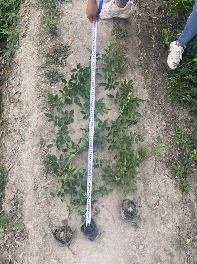 50公分以上的蔷薇小杯苗蔷薇苗价格成都蔷薇小杯苗