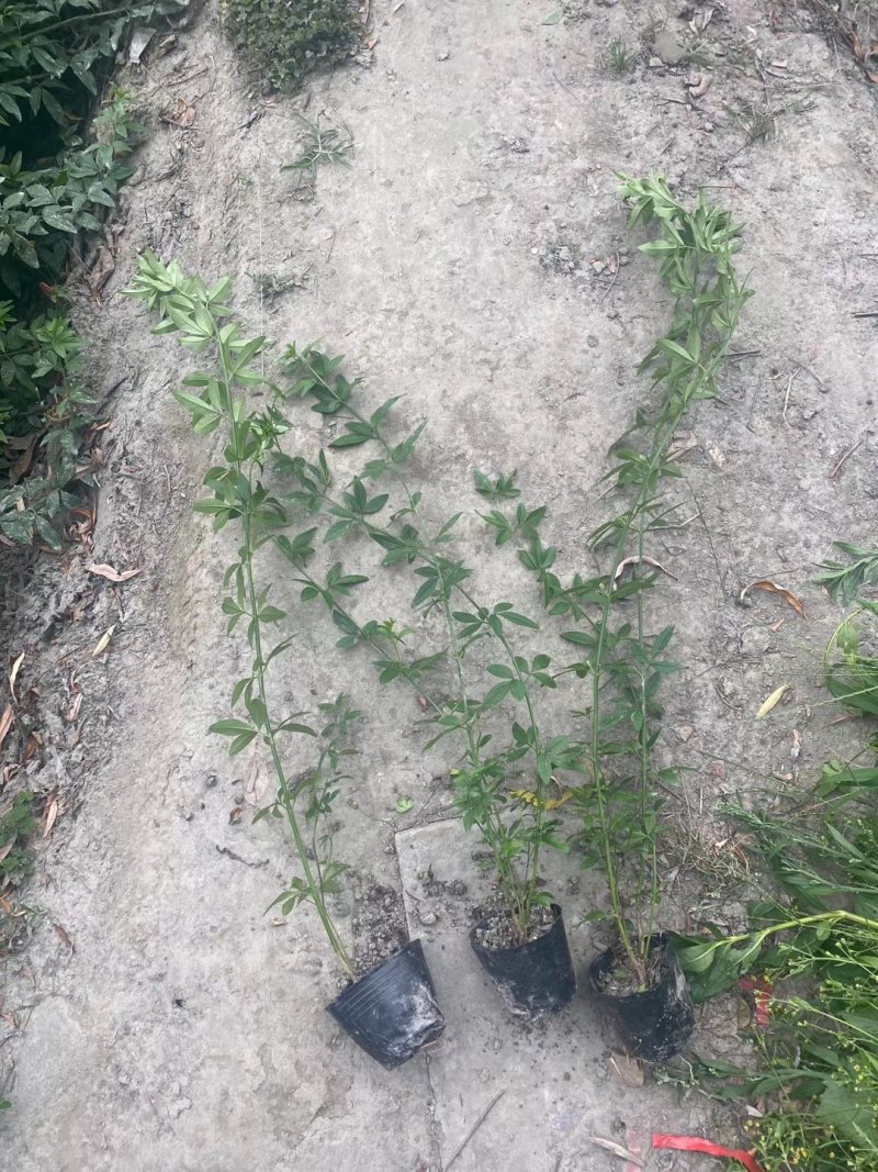 50公分以上的蔷薇小杯苗蔷薇苗价格成都蔷薇小杯苗