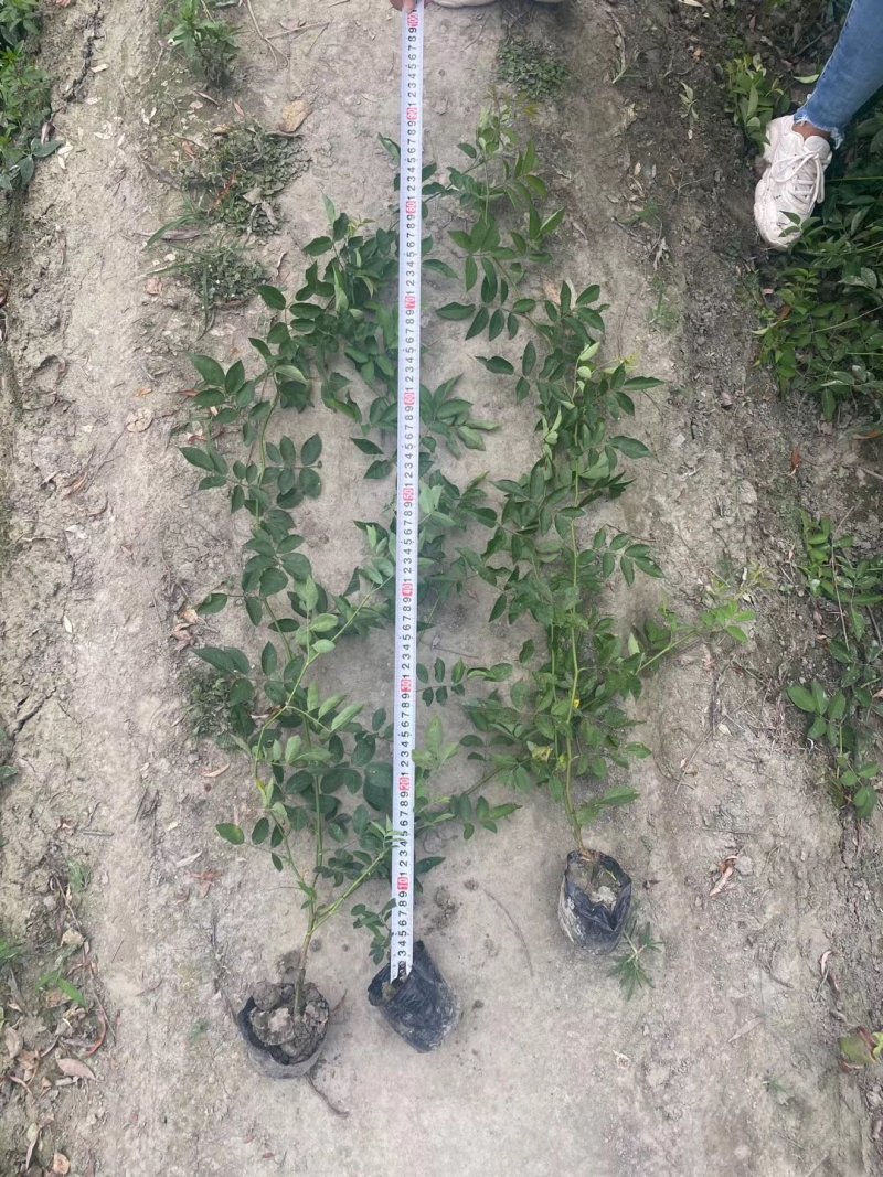 50公分以上的蔷薇小杯苗蔷薇苗价格成都蔷薇小杯苗