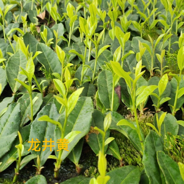 龙井黄（早生种）黄化品种