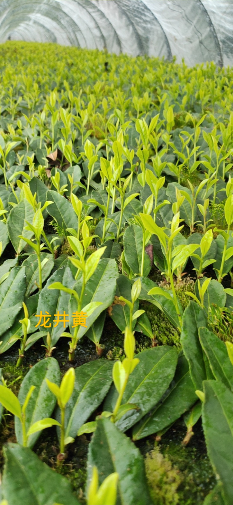 龙井黄（早生种）黄化品种