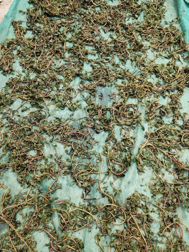 马齿苋菜干