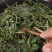 马齿苋菜干