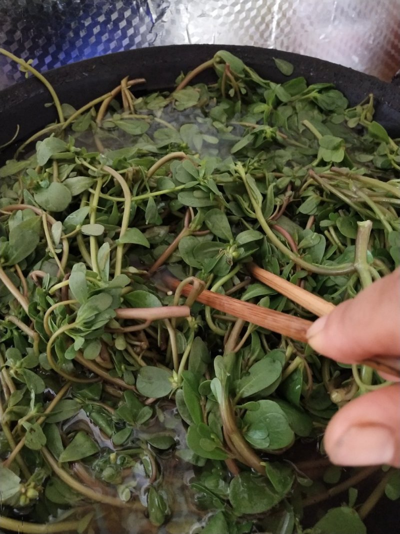 马齿苋菜干