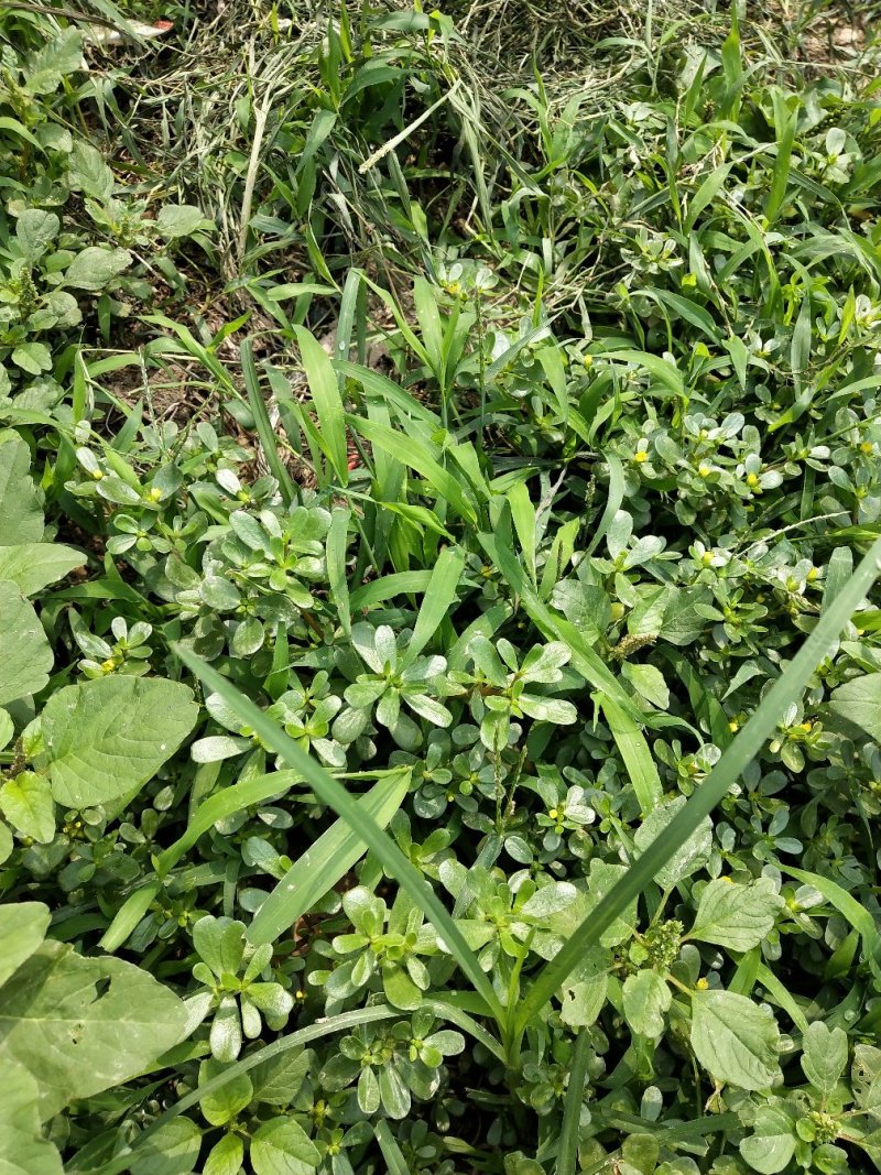 马齿苋菜干