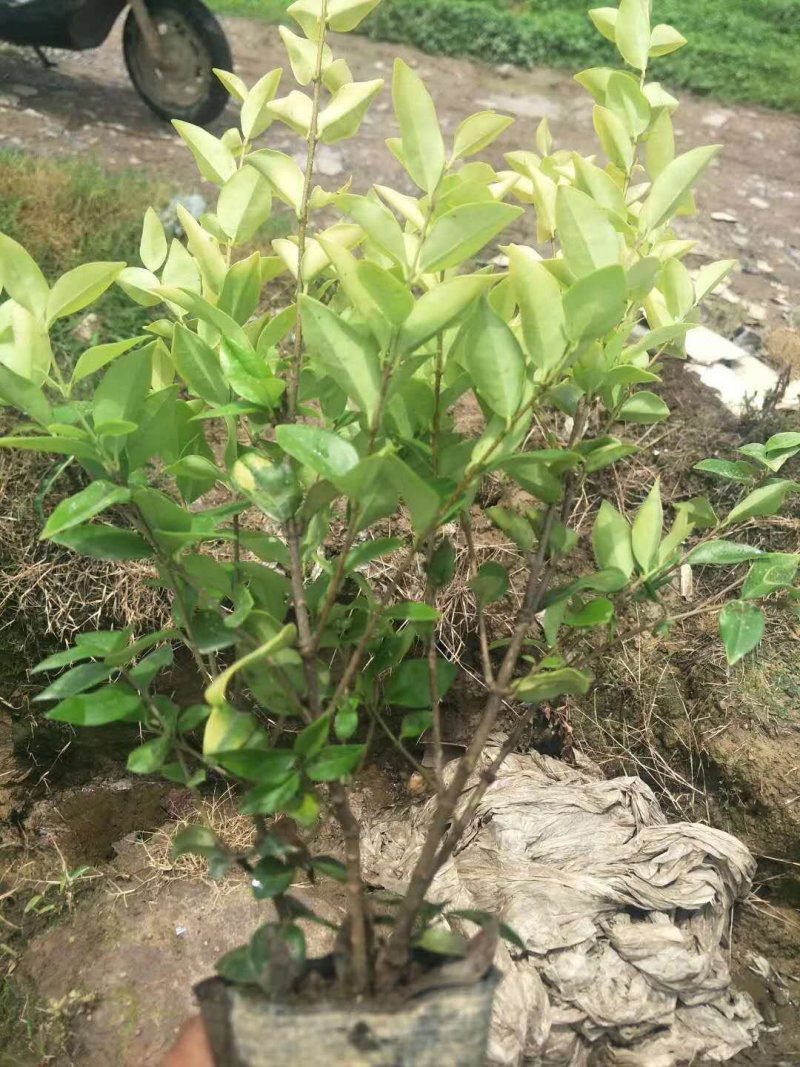 16杯金森女贞价格金森女贞小笼子报价2元装车成都货