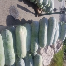 白皮冬瓜上市