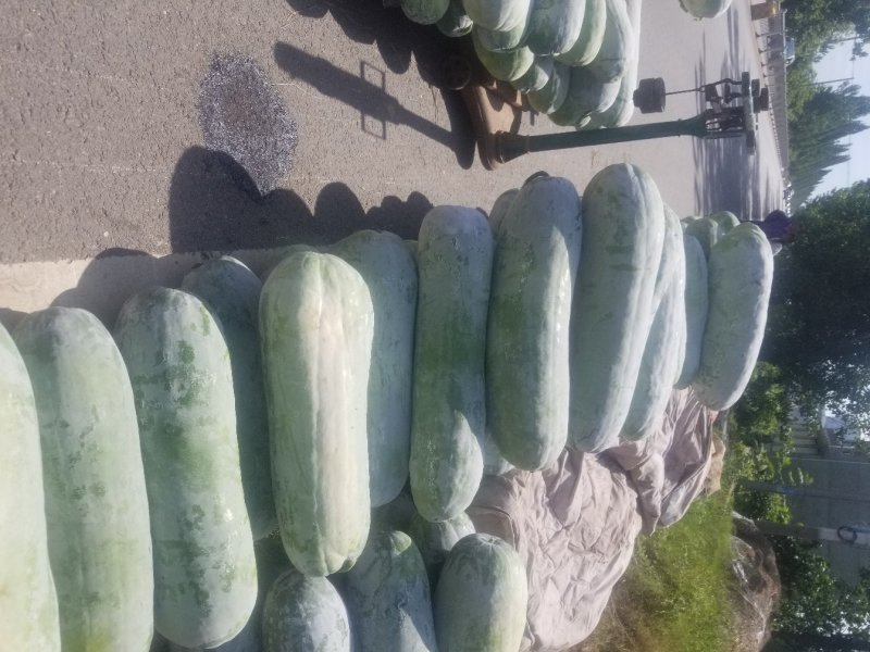 白皮冬瓜上市