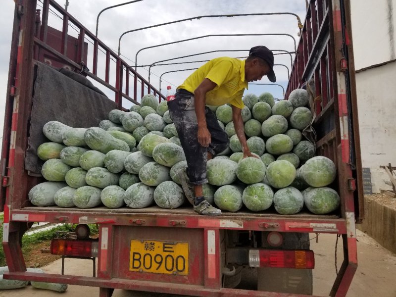 白皮冬瓜上市