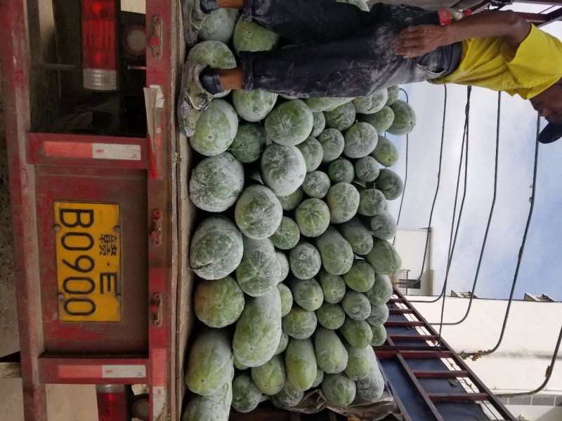 白皮冬瓜上市
