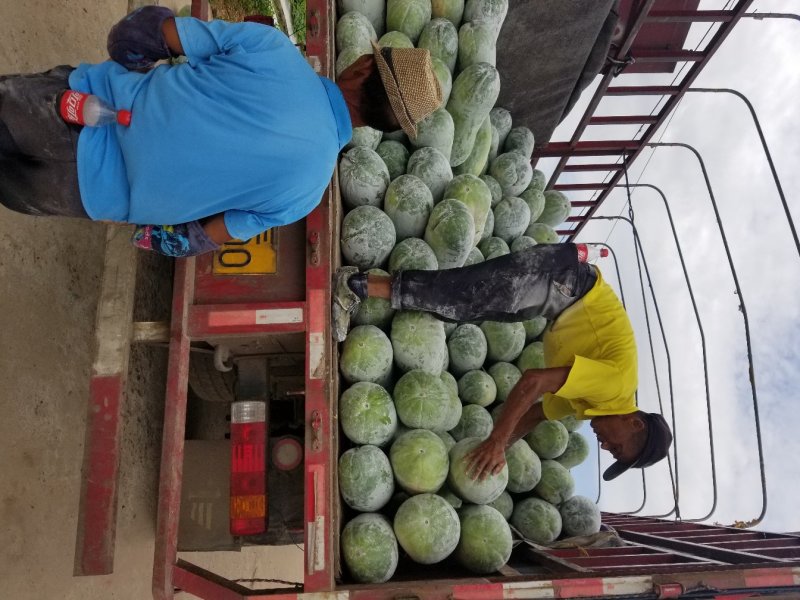 白皮冬瓜上市