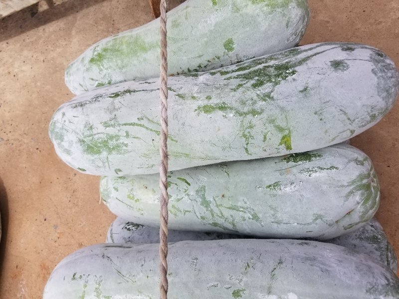 白皮冬瓜上市