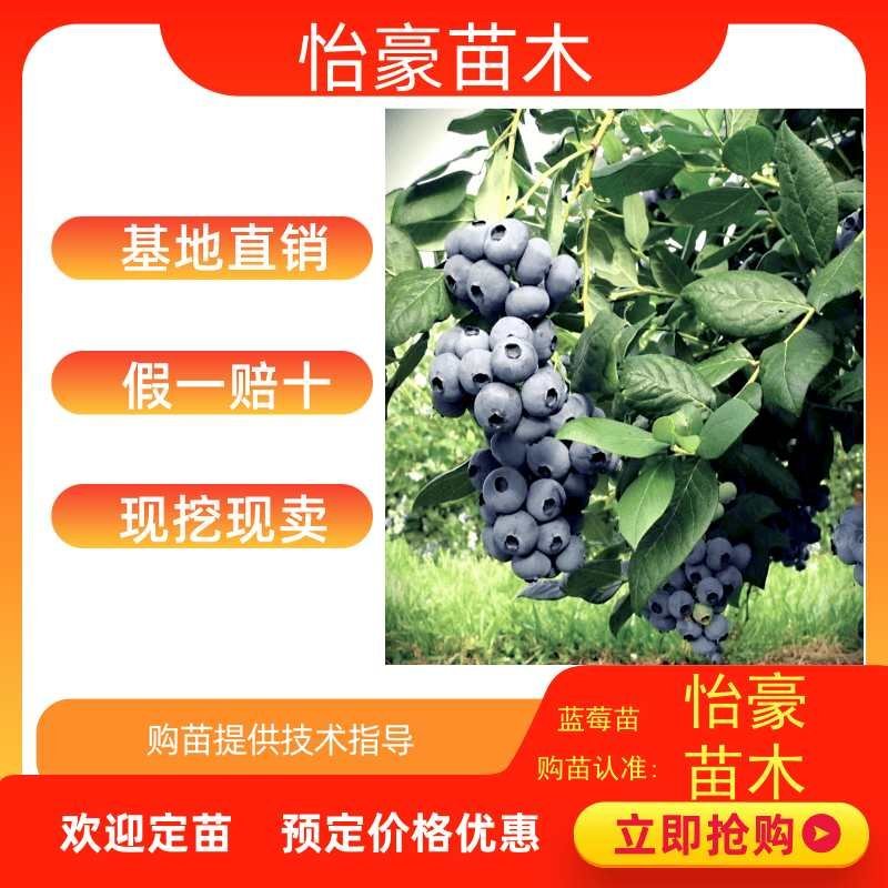 【优选】薄雾优瑞卡L绿宝石莱克西天后珠宝云雀公爵
