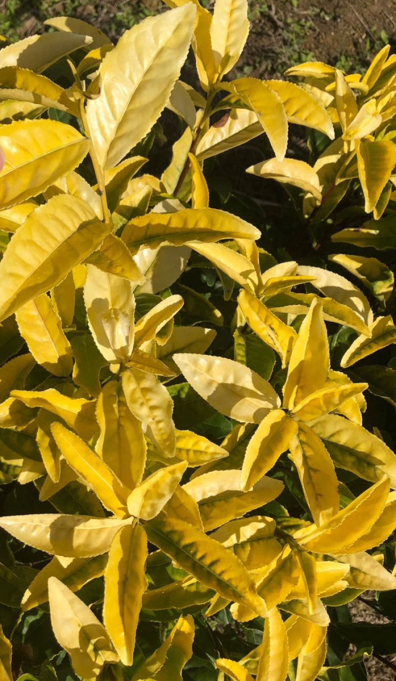 特早奶黄（极黄）早生种