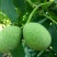 灵宝桃村青皮核桃，货源稳，质量优。