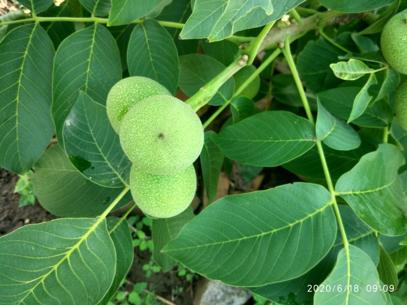 灵宝桃村青皮核桃，货源稳，质量优。