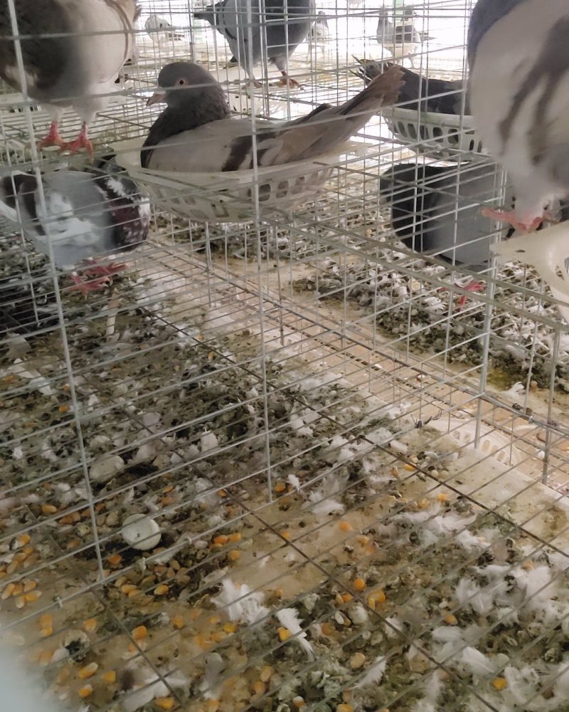 大体肉鸽种鸽落地王支持在线交易安全有保障