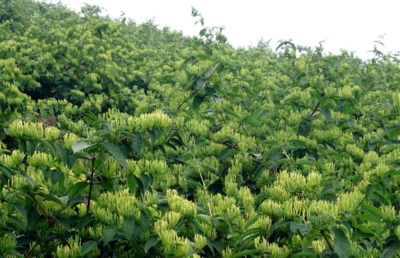 秀山产金银花特级蒸汽茶花一级正宗湘泡茶专用特级茶叶批发。