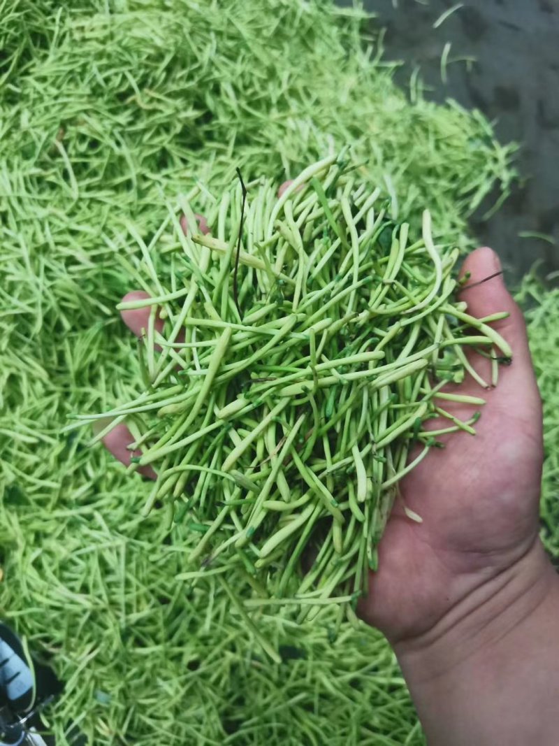 秀山产金银花特级蒸汽茶花一级正宗湘泡茶专用特级茶叶批发。