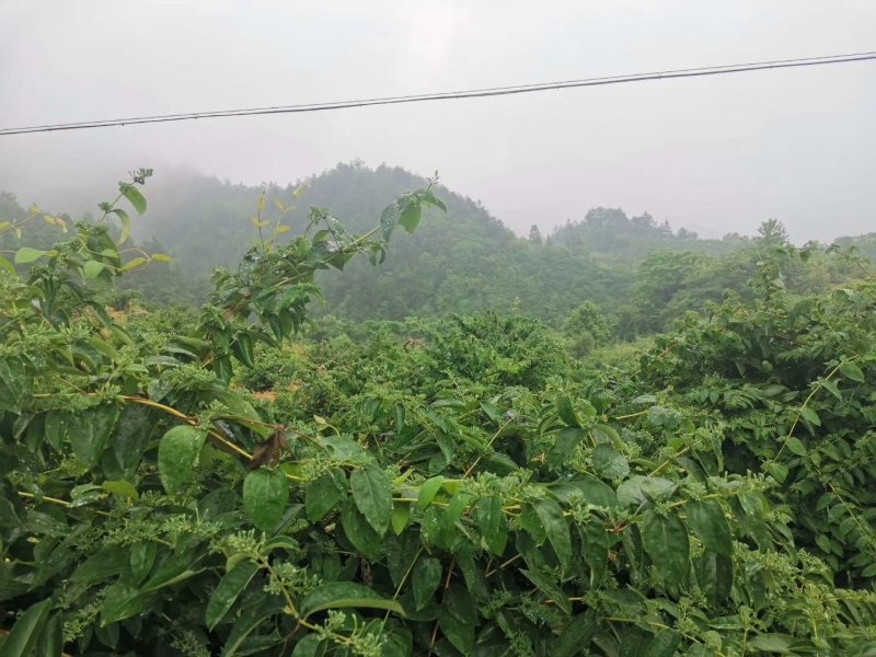 秀山产金银花特级蒸汽茶花一级正宗湘泡茶专用特级茶叶批发。