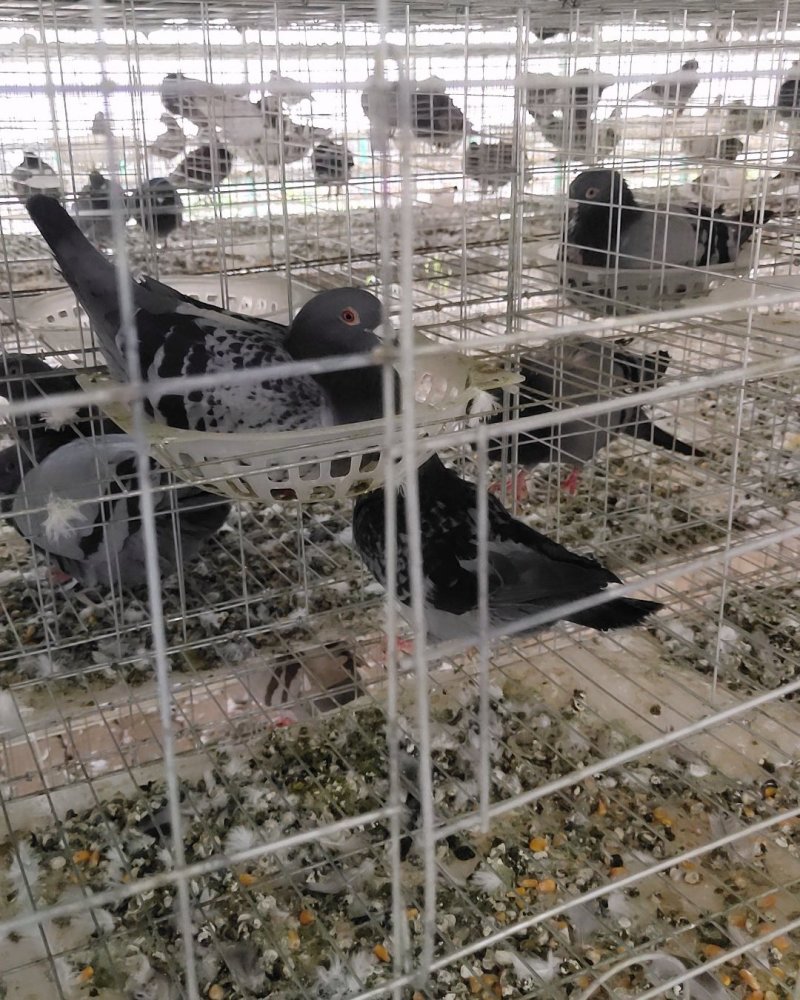 大体肉鸽种鸽落地王支持在线交易安全有保障