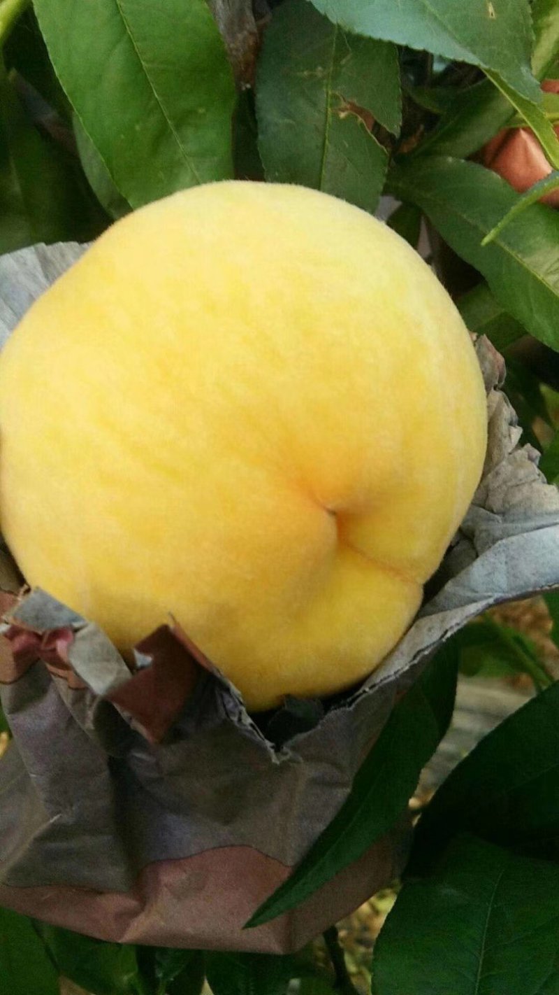 黄桃