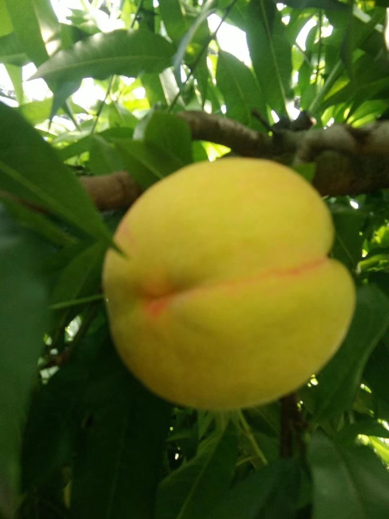 黄桃