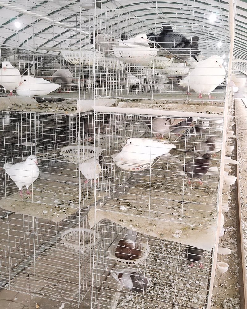 肉鸽种鸽白羽王支持在线交易安全有保障