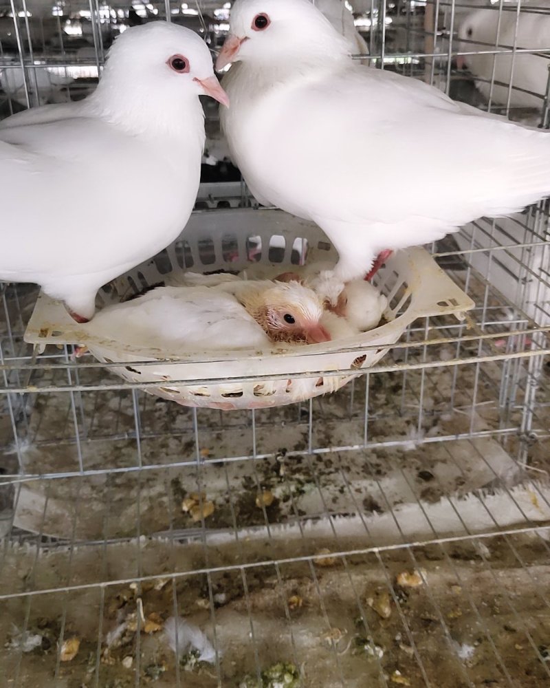 肉鸽种鸽白羽王支持在线交易安全有保障