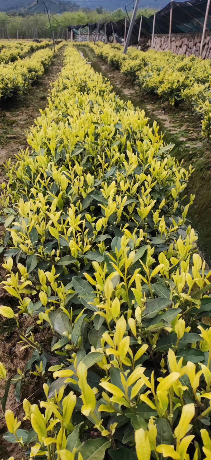 特早奶黄（极黄）早生种