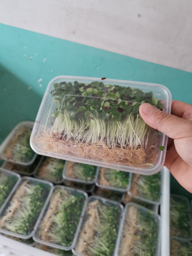 香椿芽苗菜无土栽培绿色健康