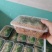 香椿芽苗菜无土栽培绿色健康