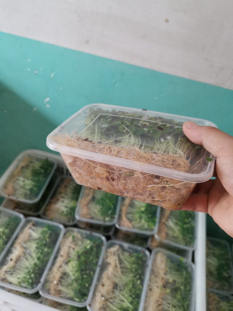 香椿芽苗菜无土栽培绿色健康