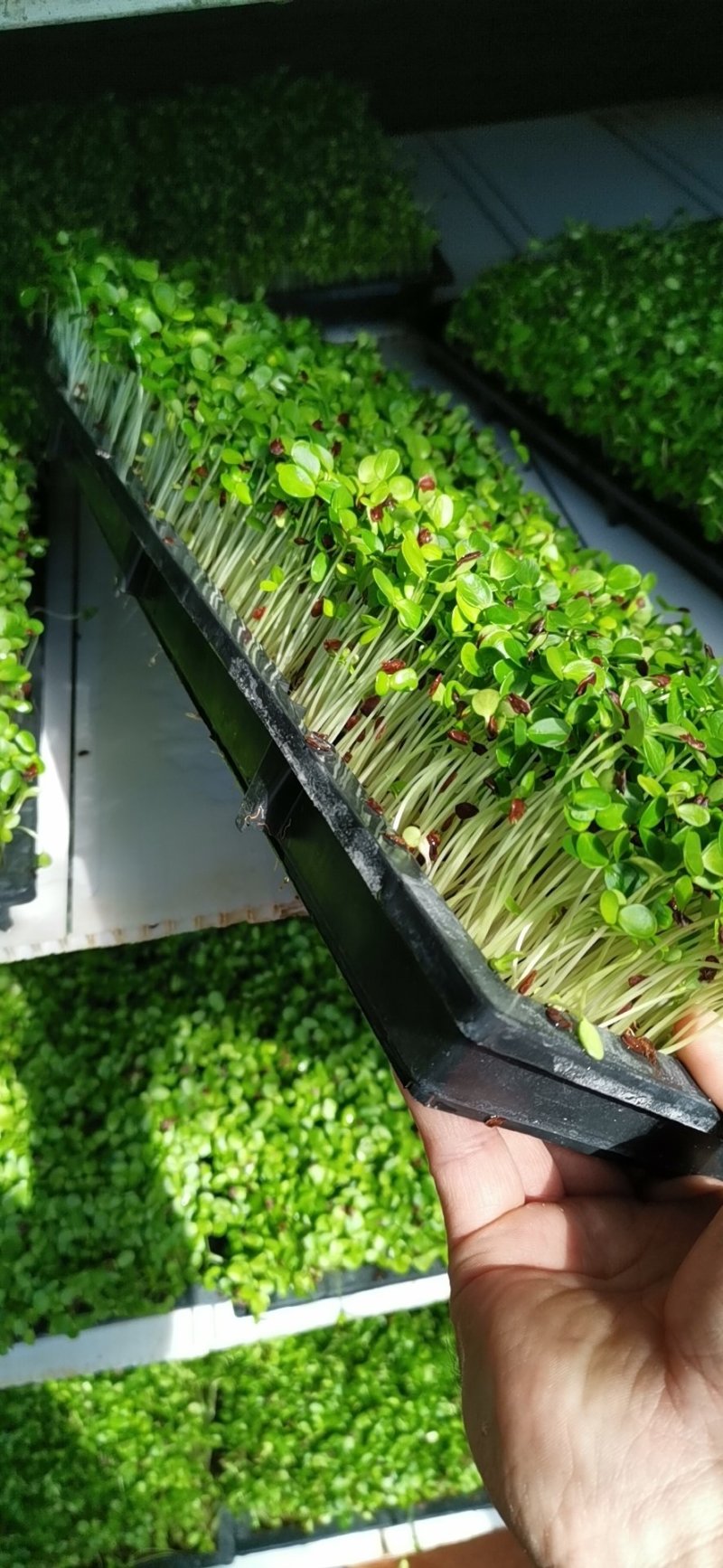香椿芽苗菜无土栽培绿色健康
