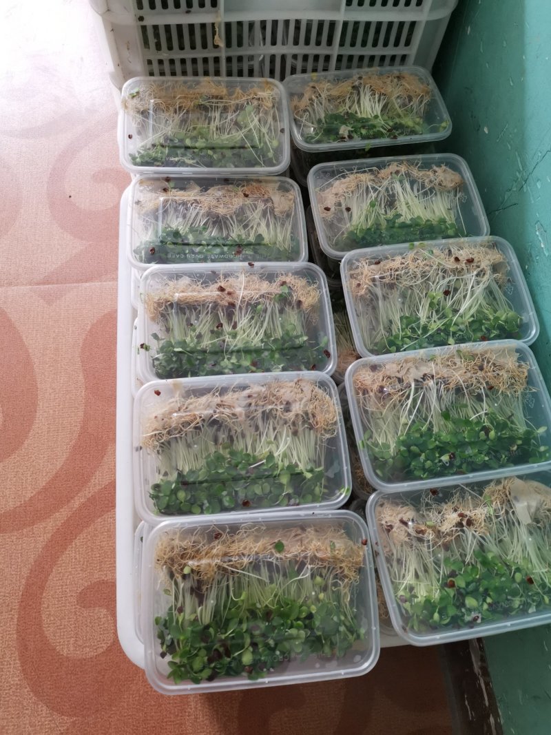 香椿芽苗菜无土栽培绿色健康