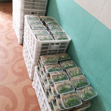 香椿芽苗菜无土栽培绿色健康