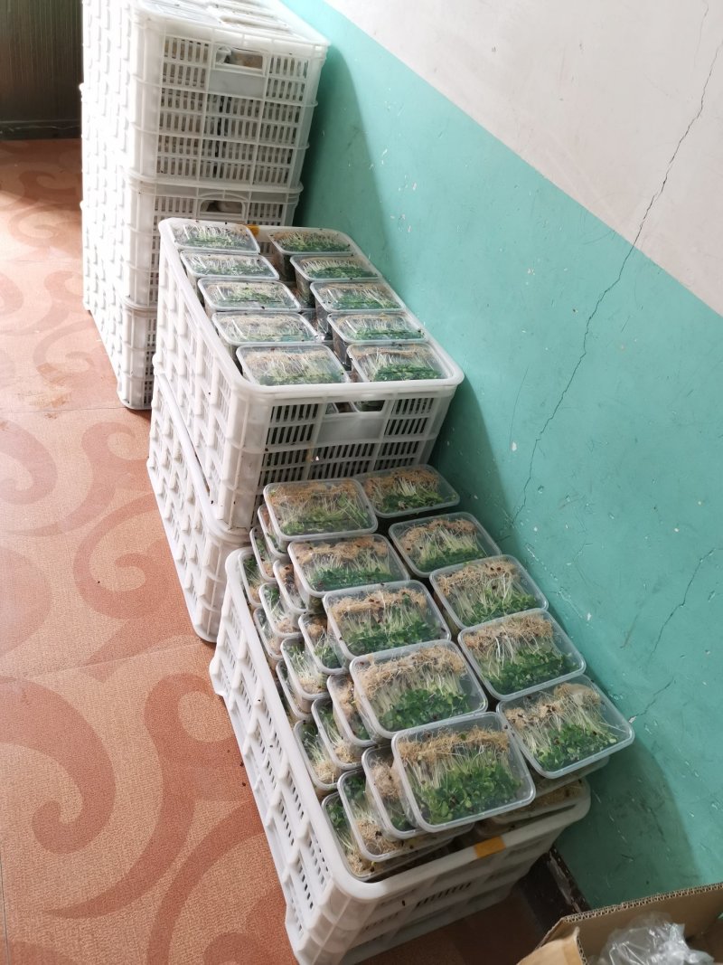 香椿芽苗菜无土栽培绿色健康