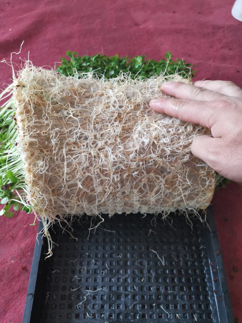 香椿芽苗菜无土栽培绿色健康