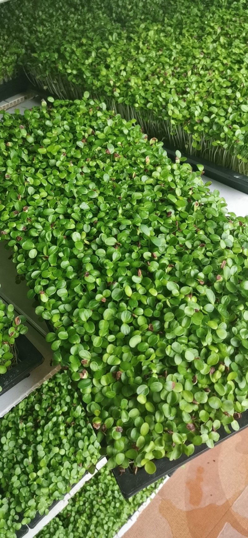 香椿芽苗菜无土栽培绿色健康