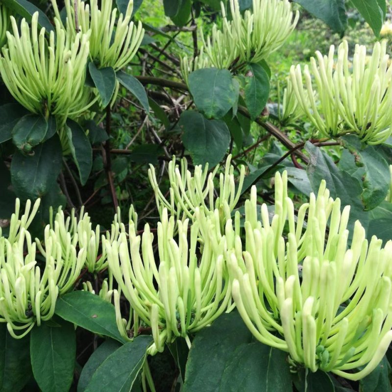 秀山产金银花特级蒸汽茶花一级正宗湘泡茶专用特级茶叶批发。
