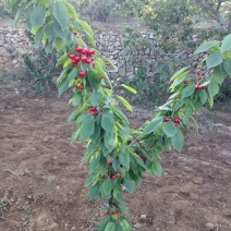 齐早樱桃苗，鲁樱3号樱桃苗，美早樱桃苗，视频