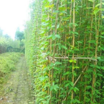 油麻藤基地，精品油麻藤。