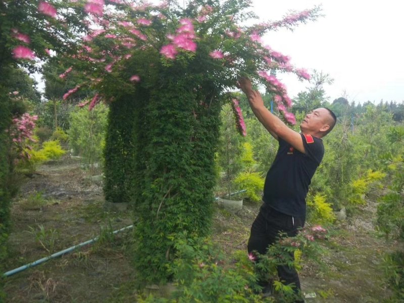 基地直销香水合欢花合欢花球造型绒花树