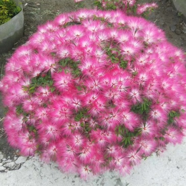 基地直销香水合欢花合欢花球造型绒花树
