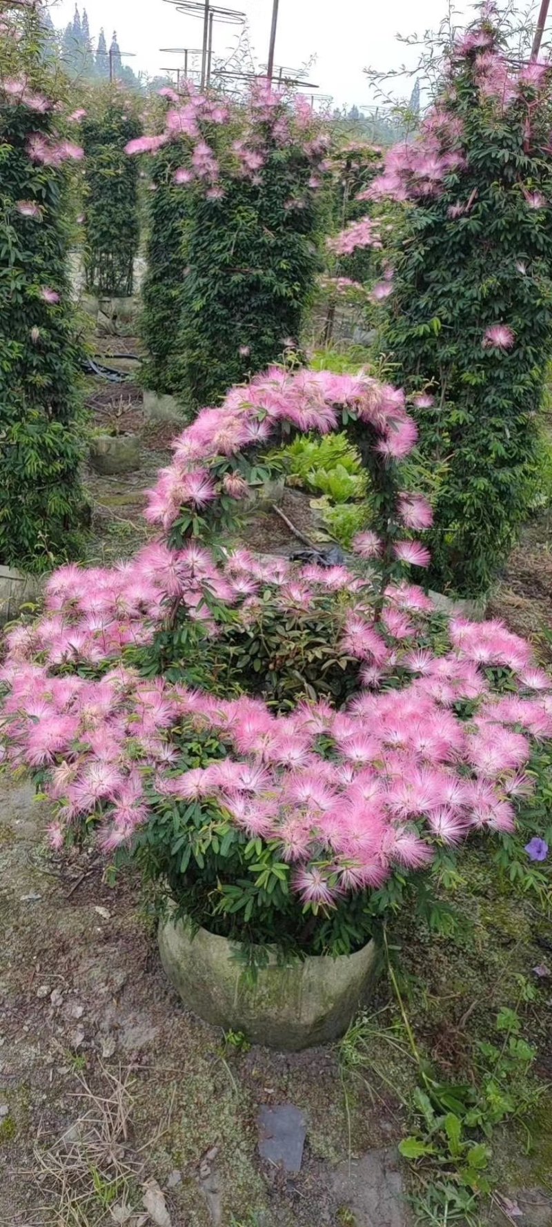 基地直销香水合欢花合欢花球造型绒花树