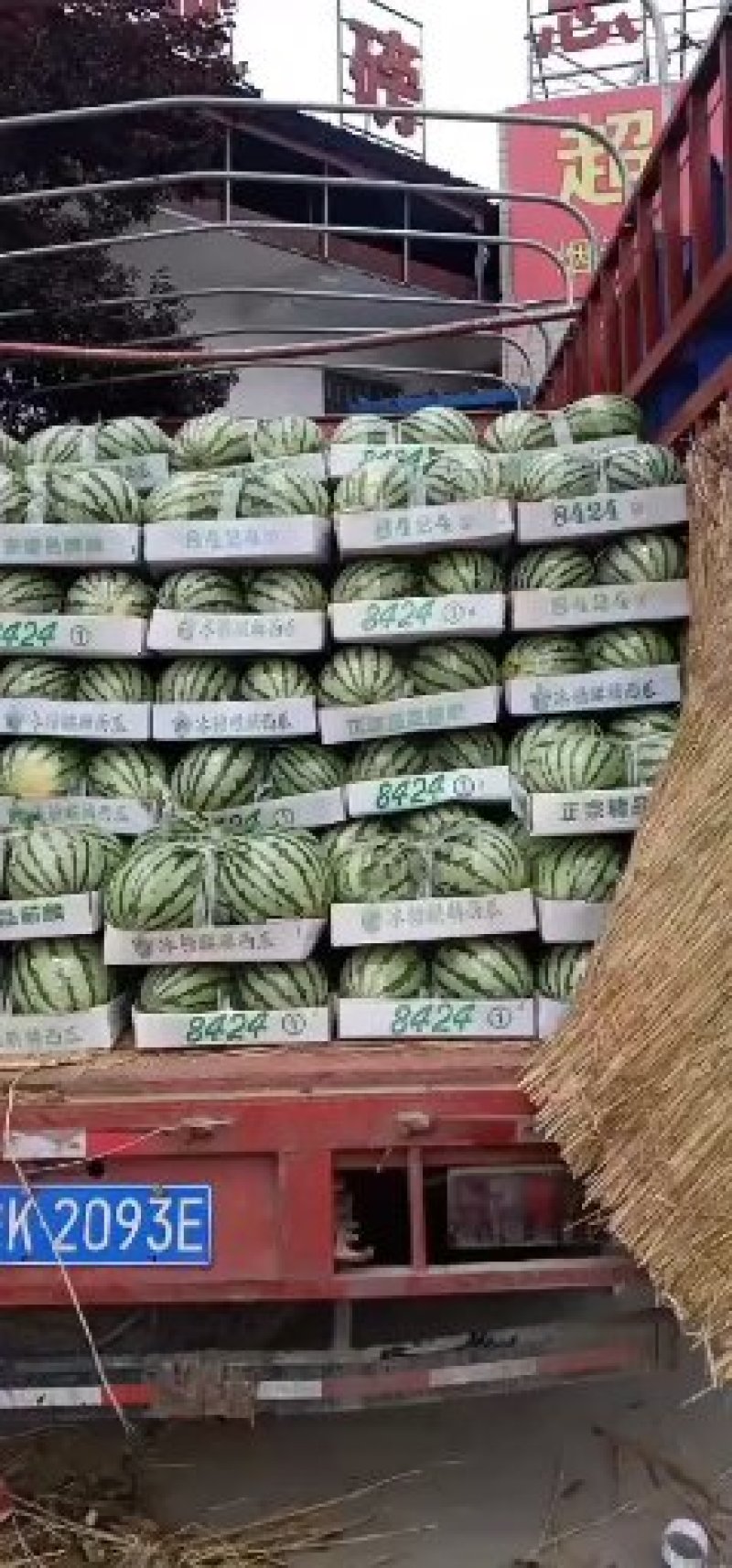 万亩优质大棚美都西瓜，头茬，薄皮，无籽薄皮，大红瓤