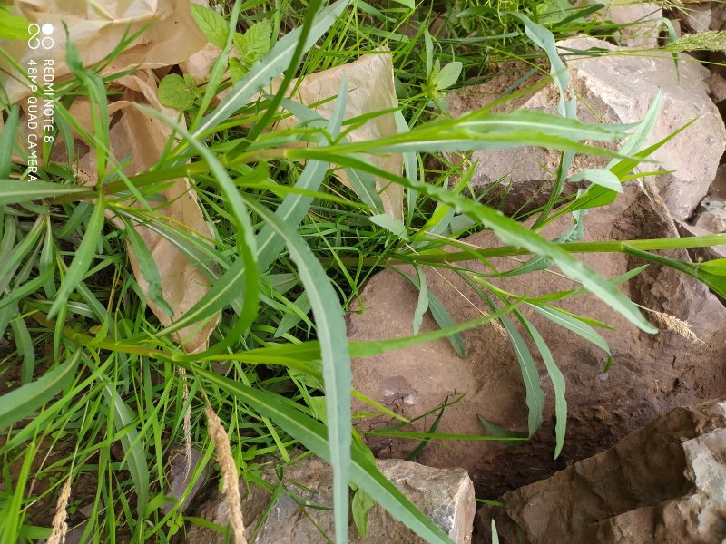 贵州古夜郎野生中药材紫菀野生砖叶紫菀下单现采