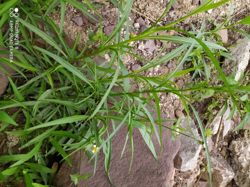 贵州古夜郎野生中药材紫菀野生砖叶紫菀下单现采